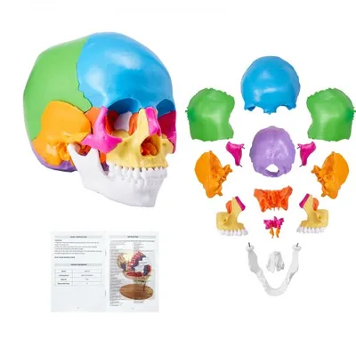 Medical Teaching Model